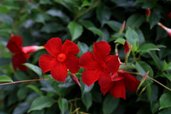 飄香藤為什么不長(zhǎng)花苞