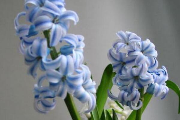 風(fēng)信子花謝了怎么處理，花謝了不要丟、保留種球來(lái)年還可以開(kāi)花