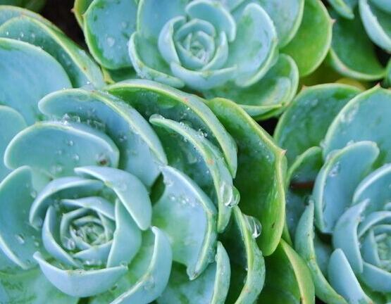 寶石花怎么澆水，不同季節(jié)不同澆水量(控水為主)