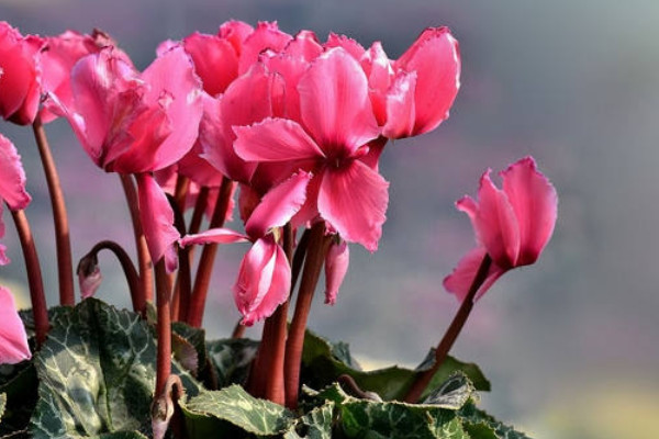 仙客來(lái)種球怎么催根