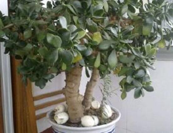 玉樹常見的病蟲害防治，教你四種辦法簡單學(xué)會(huì)