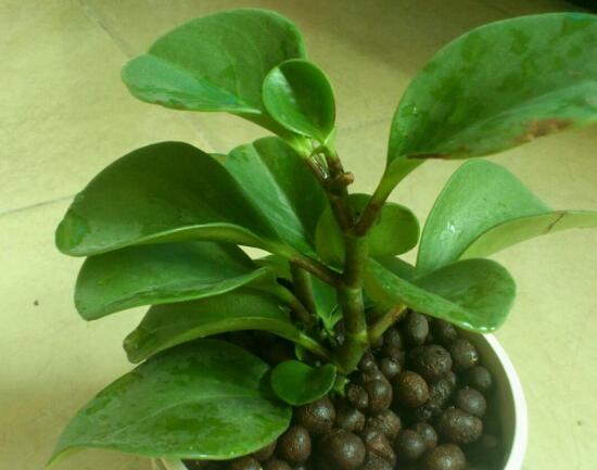 碧玉葉子發(fā)黃怎么辦，教你五步讓它重新恢復(fù)生機(jī)