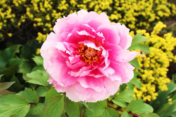 新栽的牡丹花怎么過(guò)冬