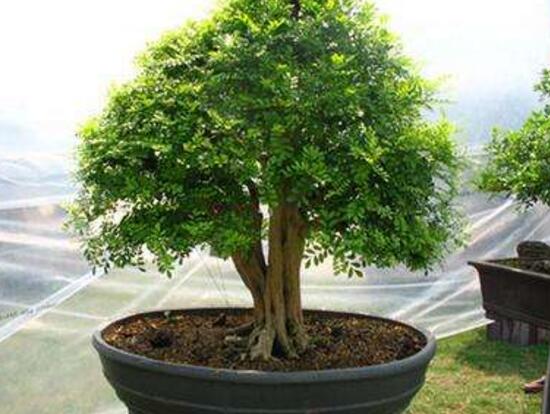 九里香爛根的原因，九里香爛根怎么辦