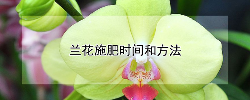 蘭花施肥時(shí)間和方法