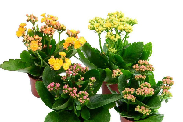 長(zhǎng)壽花莖表皮結(jié)痂怎么處理