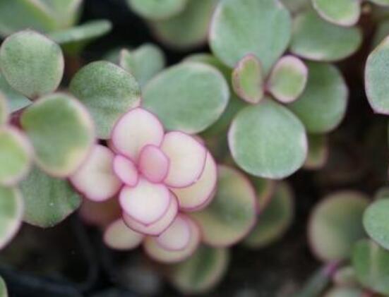 雅樂之舞怎么養(yǎng)能開花，只需要五個(gè)步驟花開爆盆