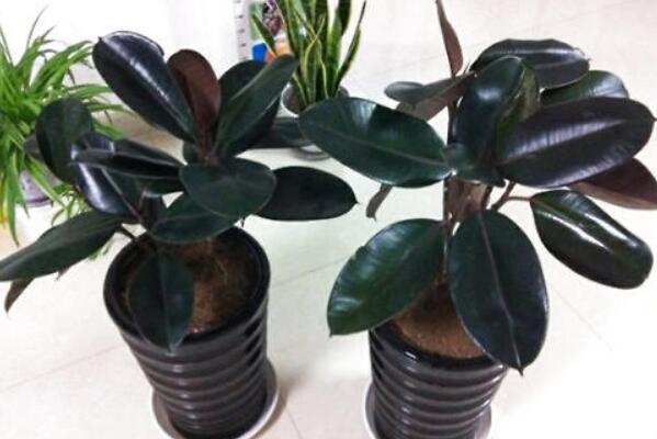 橡皮樹多久澆一次水，不同時期澆水次數(shù)不同