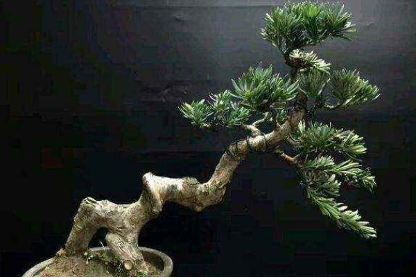 十大羅漢松品種，羅漢松常見品種介紹