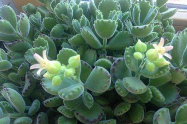 熊童子開(kāi)花的寓意，生機(jī)勃勃與活力四射