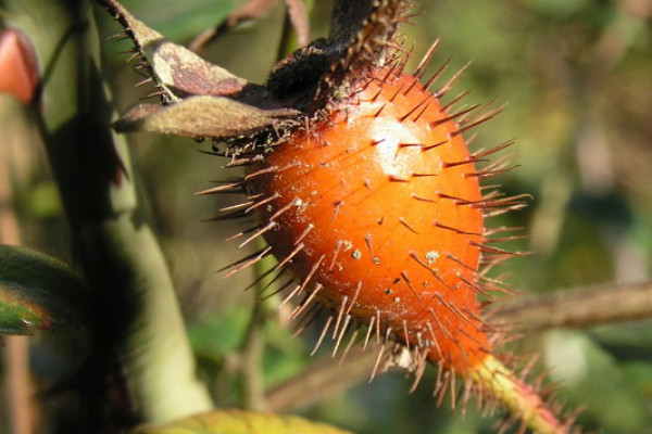 金櫻子有刺和沒刺區(qū)別