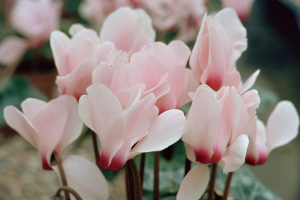 北方冬天如何養(yǎng)仙客來