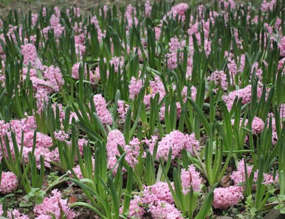 風(fēng)信子盆栽怎么種植，擇飽滿種球、露出土壤2厘米(存活最高)