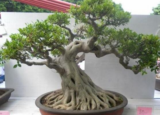 榕樹盆景怎么養(yǎng)，榕樹盆景養(yǎng)殖注意六大要素