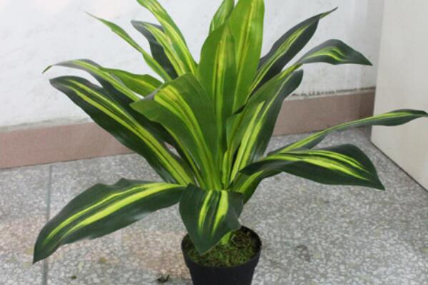 萬年青的養(yǎng)殖方法和注意事項(xiàng)：土壤適宜/溫度適中/切勿暴曬/合理澆水