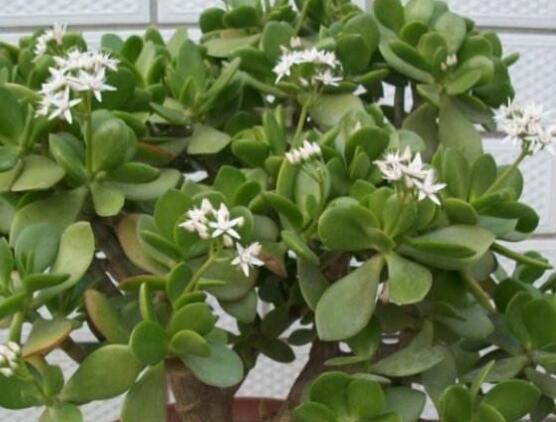 玉樹可以放在室內(nèi)嗎，小心碰觸導(dǎo)致瘙癢、腫痛(有毒)