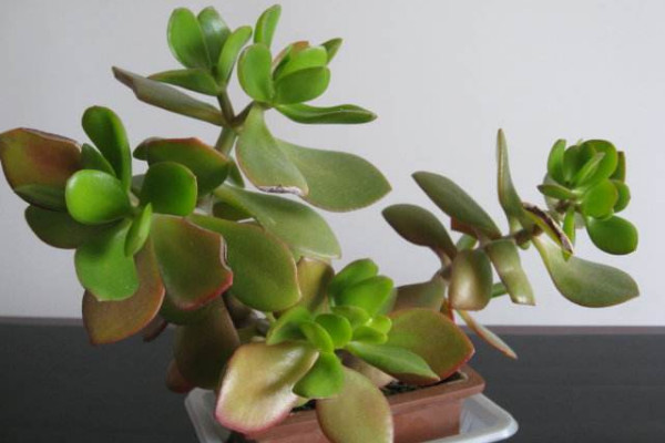 玉樹(shù)換盆后蔫了