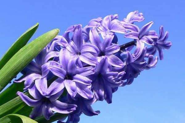 風(fēng)信子水培多久長根