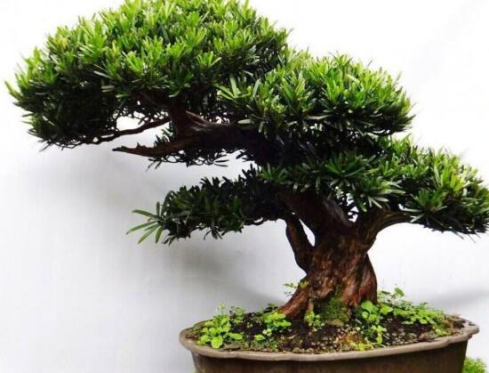 盆栽羅漢松怎么養(yǎng)，盆栽羅漢松養(yǎng)殖方法