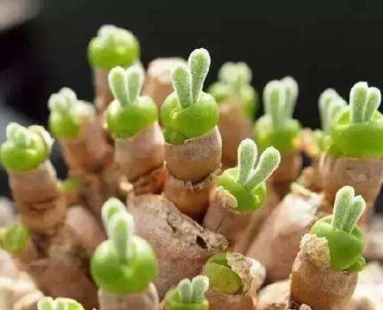 碧光環(huán)多肉有毒嗎，無(wú)毒/株型優(yōu)雅、美觀可愛(ài)