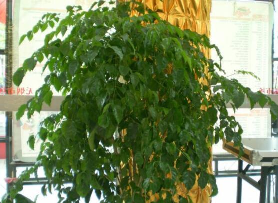 幸福樹擺放禁忌，盤點(diǎn)幸福樹五大擺放禁忌