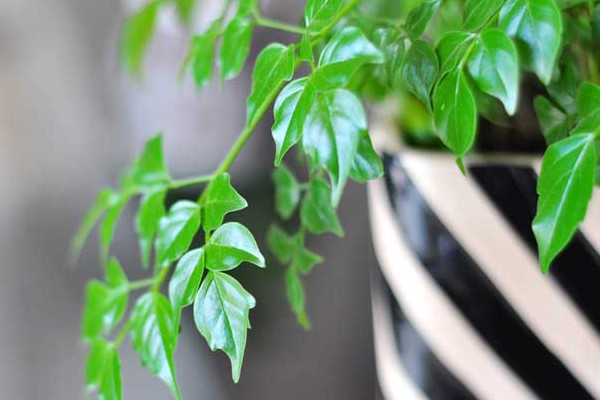 幸福樹施什么肥最好，施氮肥能促進(jìn)枝葉茂盛