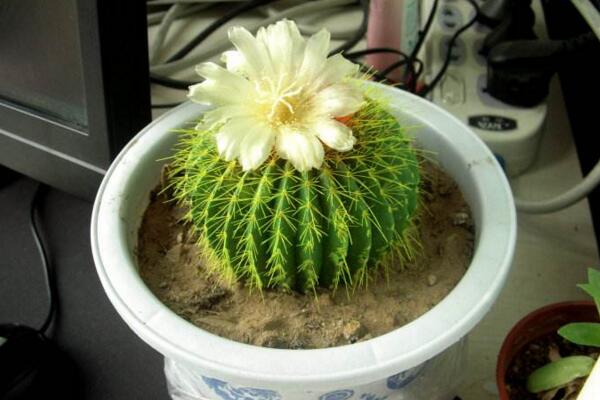 仙人球開(kāi)花后怎么處理，保證光照充足并減少澆水