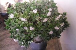 燕子掌會開花嗎，可以開花但是開花難度較高