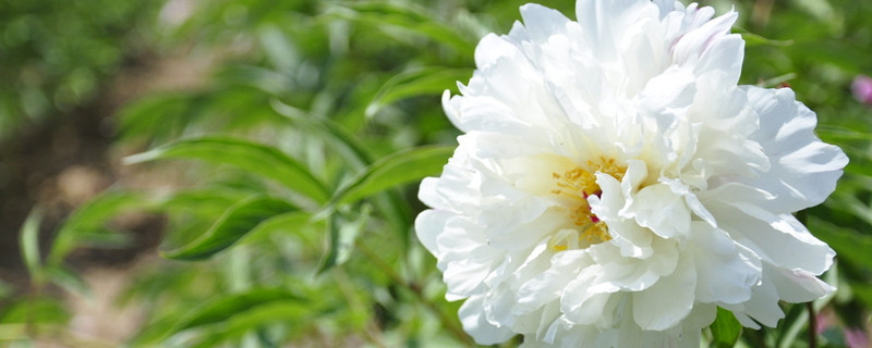 芍藥花什么時(shí)候移栽