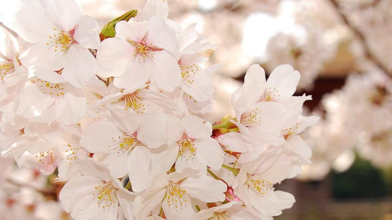 櫻花病蟲(chóng)害癥狀與防治