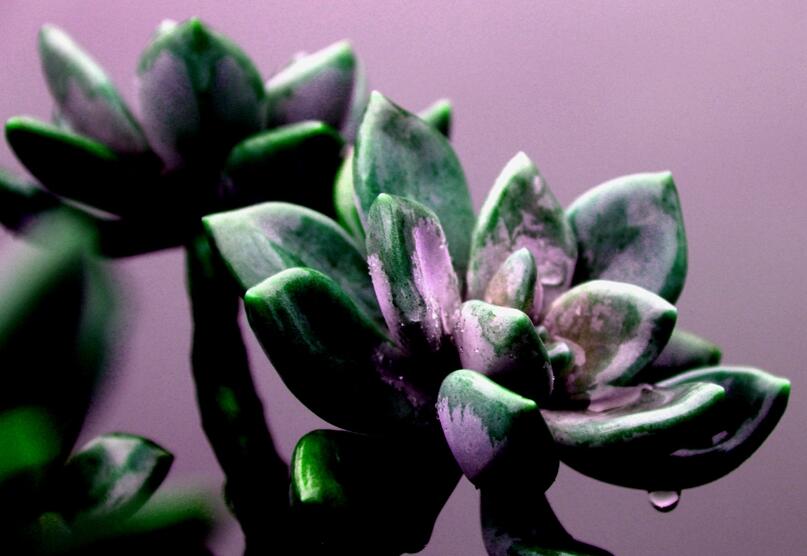 寶石花有哪些功效，美容養(yǎng)顏治便秘