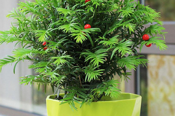 紅豆杉盆栽養(yǎng)殖方法