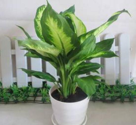 萬年青花語是什么，萬年青開花寓意