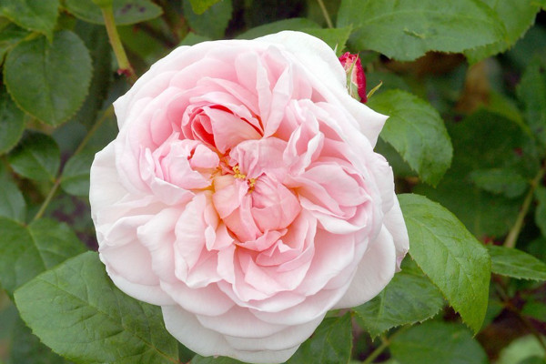 薔薇花會(huì)自己爬墻么