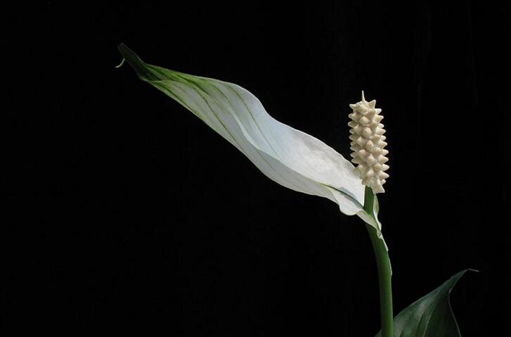 一帆風(fēng)順用什么營養(yǎng)液，濃縮型營養(yǎng)液（發(fā)芽多發(fā)枝快）