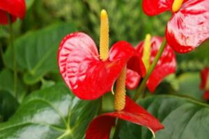 紅掌花怎么養(yǎng)，半月施肥一次保證充足光照