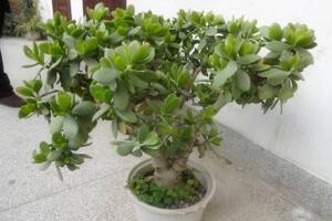 玉樹爛根了怎么辦該如何挽救，玉樹爛根后怎樣移栽