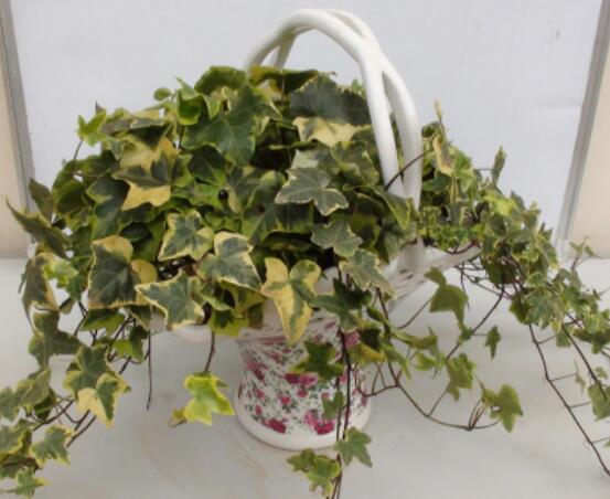 盆栽常春藤怎么爆盆，教你五點(diǎn)養(yǎng)護(hù)措施盆盆枝繁葉茂