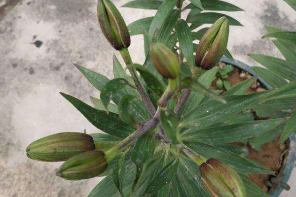 百合花苞蔫了怎么補(bǔ)救