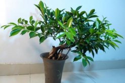 平安樹施什么肥料最好，選擇液肥配合磷鉀肥一同施撒