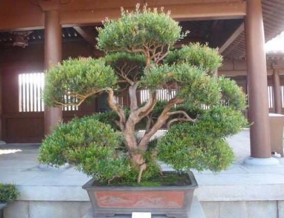 羅漢松什么品種最好，盤點(diǎn)最珍貴且珍稀四種品種