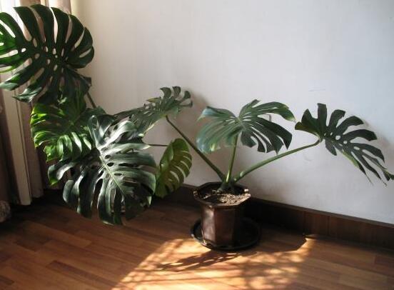 龜背竹的扦插方法，以10厘米枝條為主/注意保留氣生根