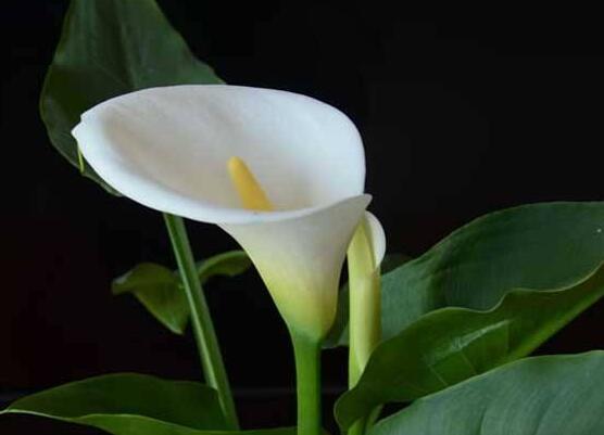 馬蹄蓮的養(yǎng)殖方法圖解，老農(nóng)總結(jié)六點(diǎn)最實(shí)用的基本方法