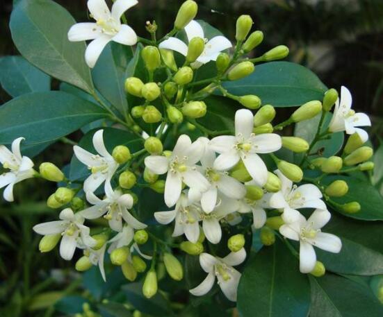 九里香花有毒嗎，無(wú)毒/制作香精香料、泡茶泡酒喝