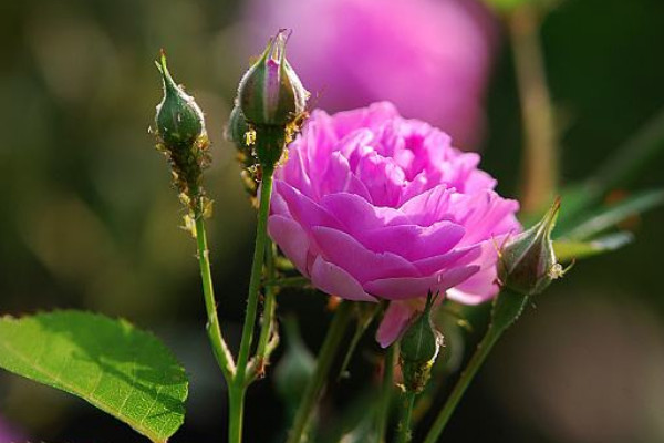 薔薇花為什么只長(zhǎng)藤不開(kāi)花