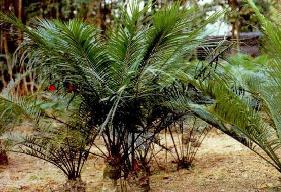 鐵樹怎么繁殖，鐵樹四大繁殖方法