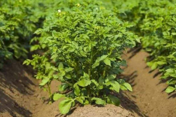 土豆苗長(zhǎng)太高要剪掉嗎