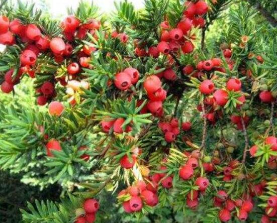 紅豆杉種子怎么種，做好這四點就會生根發(fā)芽