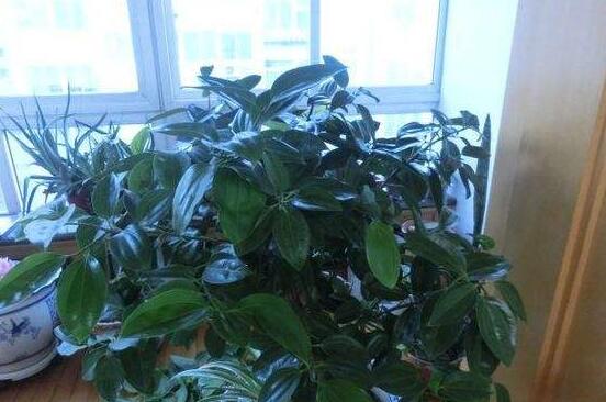 平安樹葉子耷拉怎么辦，三種原因以及解決辦法