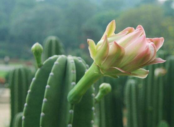 仙人掌的藥用價值，盤點仙人掌八大藥用療效